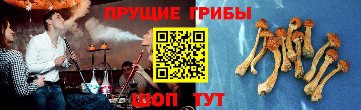что такое   Вход с VPN  Менделеевск  Псилоцибиновые грибы MAGIC MUSHROOMS 